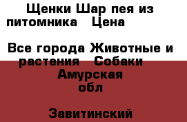 Щенки Шар пея из питомника › Цена ­ 25 000 - Все города Животные и растения » Собаки   . Амурская обл.,Завитинский р-н